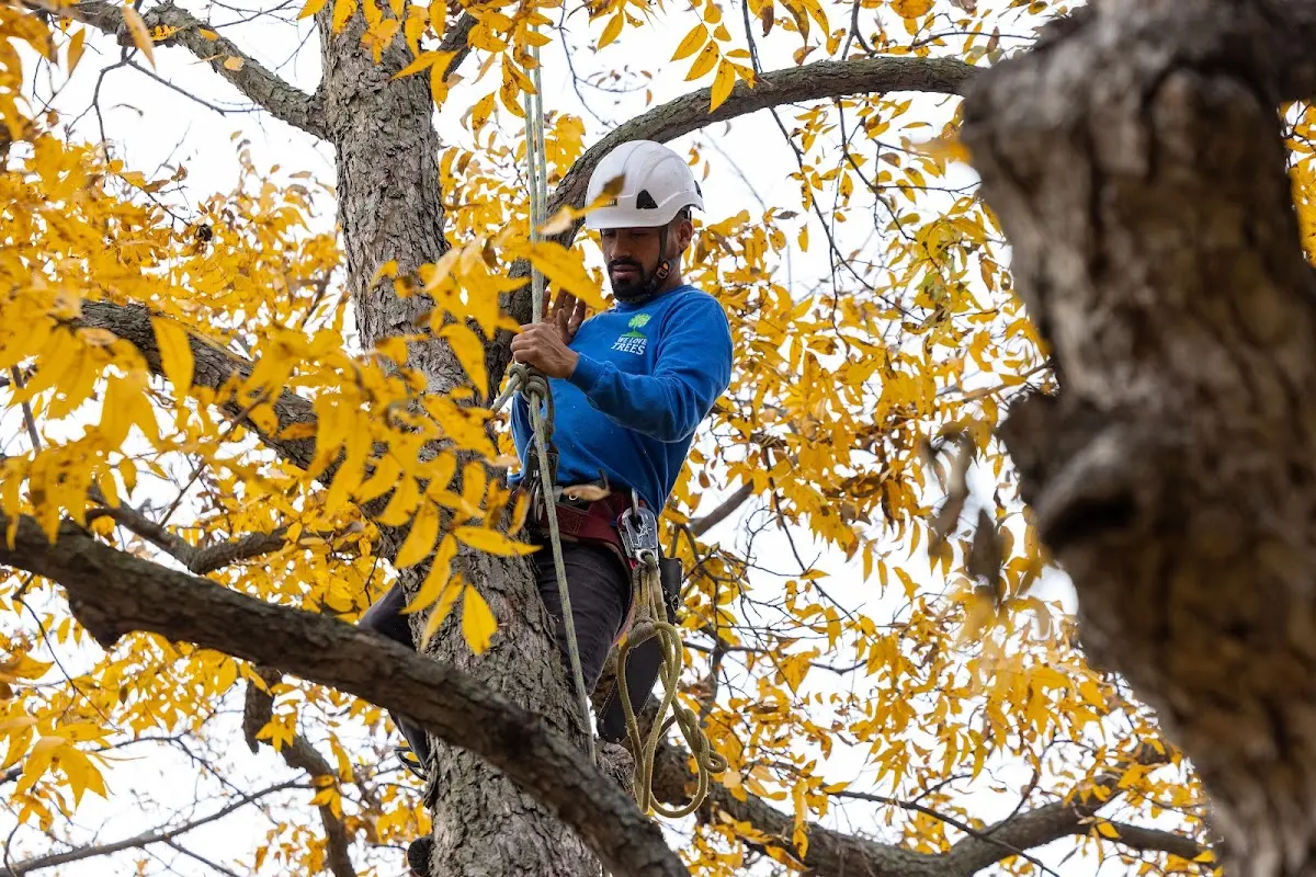 Skilled Tree Pruning crew working in Dorothy