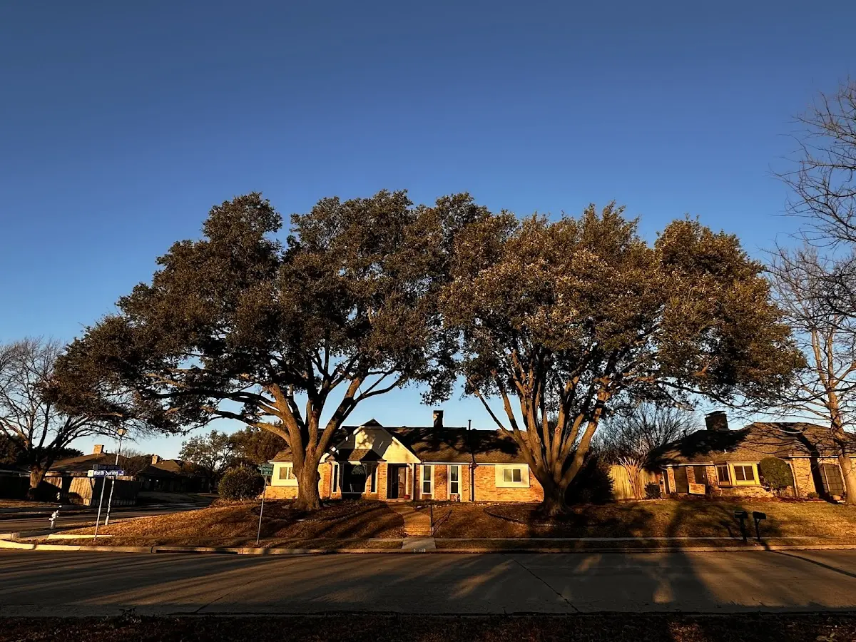 Established residential canopy tree shading a home in Dorothy