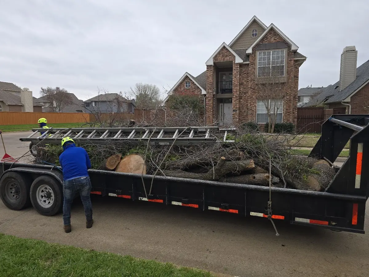 Expert Tree Removal with proper safety equipment in Dorothy